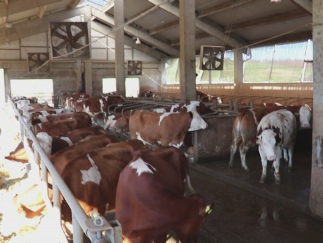 Савремена фарма крава Савремена фарма крава - Фото: РТРС