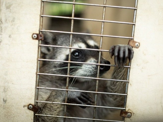 Ракун (Фото: EPA/David Toro) Ракун (Фото: EPA/David Toro) -