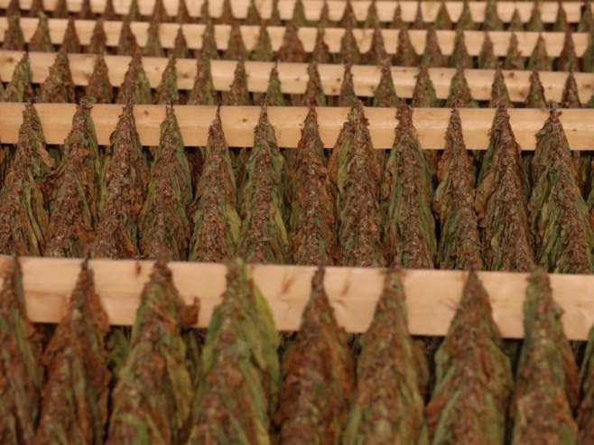 Дуван (фото: EPA/ALAA BADARNEH - илустрација) Дуван (фото: EPA/ALAA BADARNEH - илустрација) -