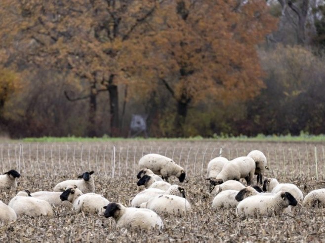 Овце (Фото: EPA/RONALD WITTEK/илустрација) Овце (Фото: EPA/RONALD WITTEK/илустрација) -