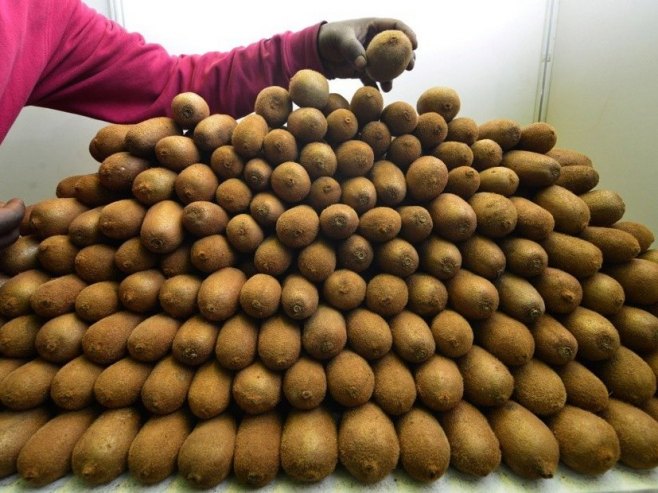 Србија: Забрањен увоз скоро 70 тона кивија из Сјеверне Македоније Србија: Забрањен увоз скоро 70 тона кивија из Сјеверне Македоније