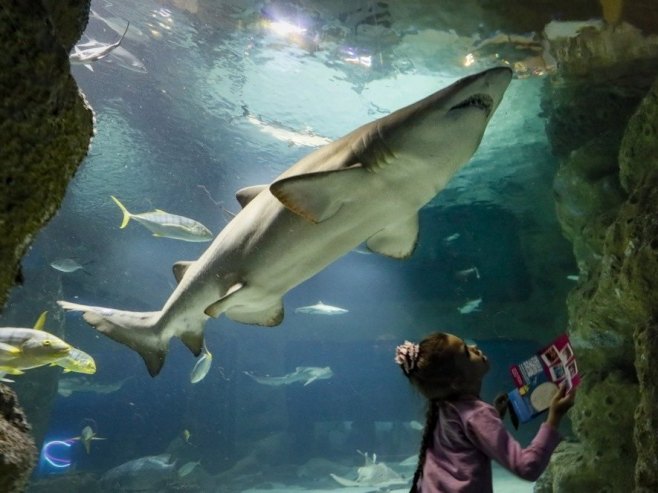 Морски пас (фото: EPA/YURI KOCHETKOV - илустрација) Морски пас (фото: EPA/YURI KOCHETKOV - илустрација) -