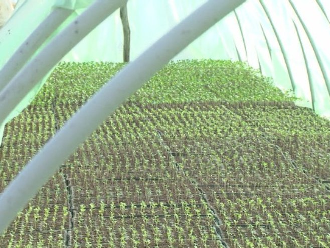 Расад Расад - Фото: РТРС