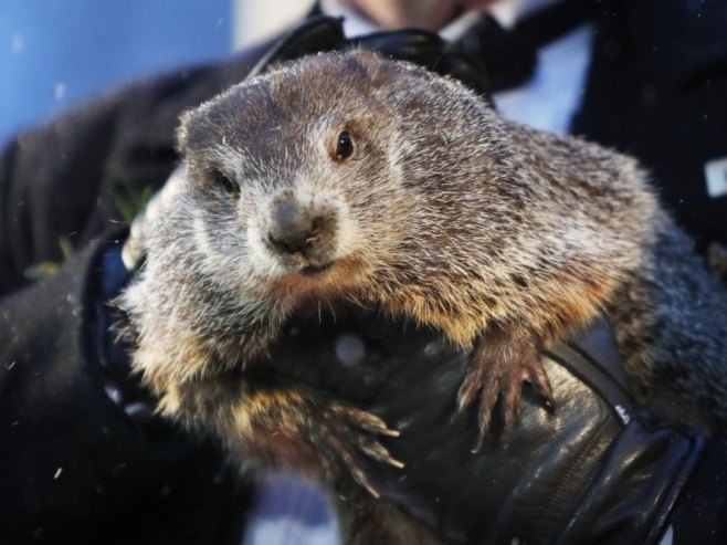 Мрмот Фил (Фото: EPA/DAVID MAXWELL) Мрмот Фил (Фото: EPA/DAVID MAXWELL) -