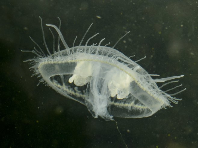 Медуза (Фото: EPA/PETER KOMKA HUNGARY OUT) Медуза (Фото: EPA/PETER KOMKA HUNGARY OUT) -