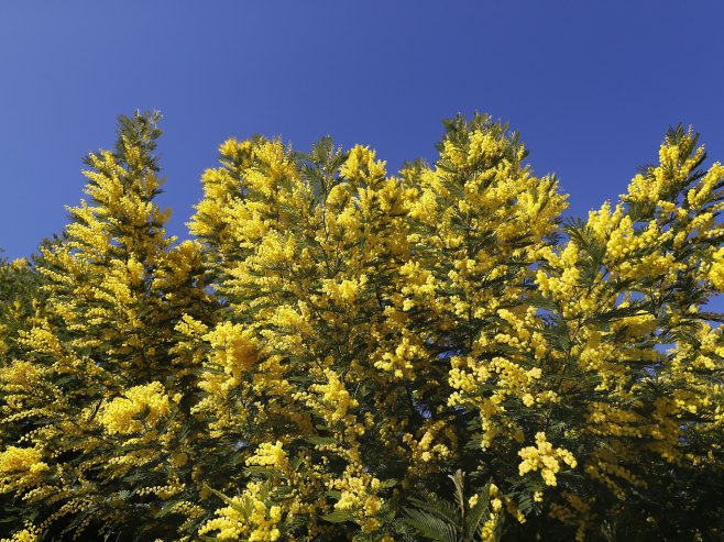 Мимоза (фото: EPA/SEBASTIEN NOGIER) Мимоза (фото: EPA/SEBASTIEN NOGIER) -