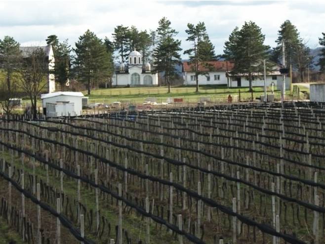 Свети Трифун обиљежили и виноградари на обронцима Мајевице (ВИДЕО) Свети Трифун обиљежили и виноградари на обронцима Мајевице (ВИДЕО)