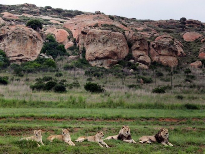 Лавови у Јужној Африци (фото: EPA/JON HRUSA) Лавови у Јужној Африци (фото: EPA/JON HRUSA) -