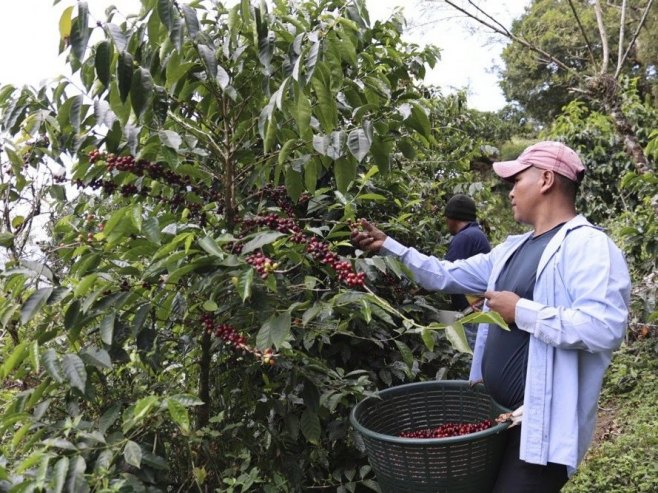 Узгој кафе (Фото: EPA/MARCELINO ROSARIO) Узгој кафе (Фото: EPA/MARCELINO ROSARIO) -