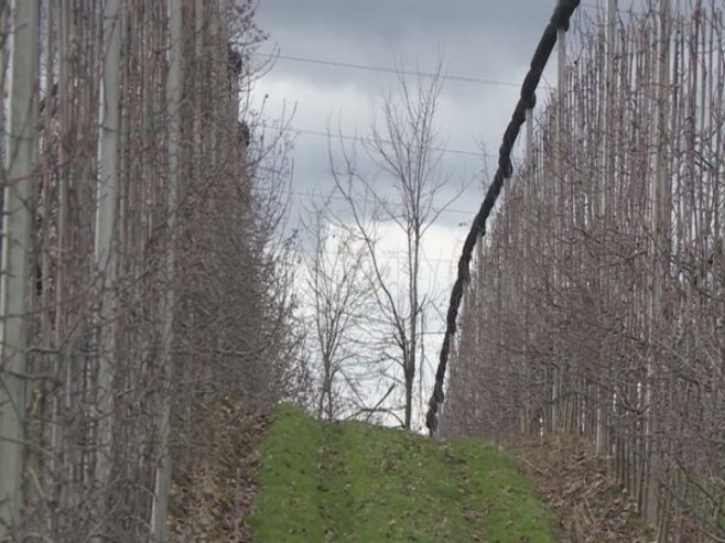 Резидба воћа Резидба воћа - Фото: РТРС