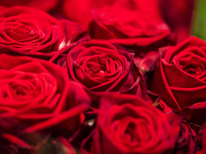 Цвијеће (Фото: EPA/REMKO DE WAAL) Цвијеће (Фото: EPA/REMKO DE WAAL) -