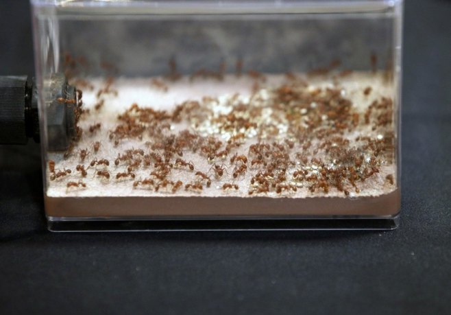 Мрави (фото: EPA/RUNGROJ YONGRIT) Мрави (фото: EPA/RUNGROJ YONGRIT) -