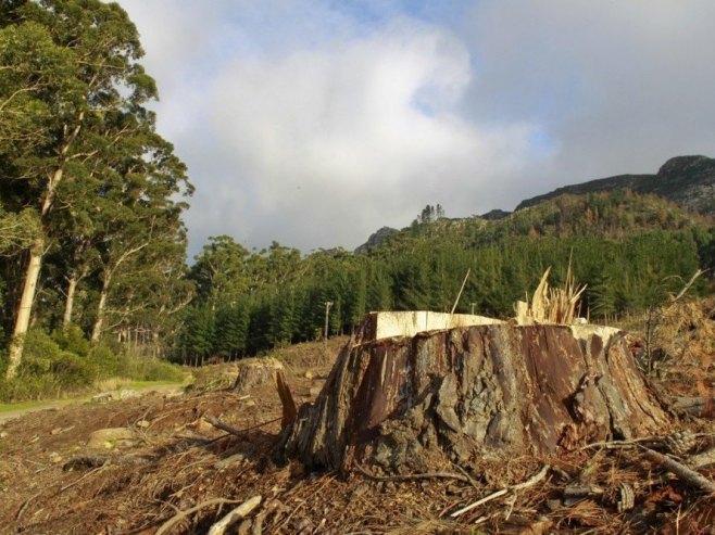 Шума (Фото: EPA/NIC BOTHMA/илустрација) Шума (Фото: EPA/NIC BOTHMA/илустрација) -