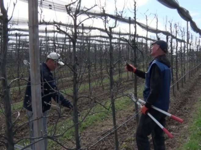 Орезивање воћа Орезивање воћа - Фото: РТРС