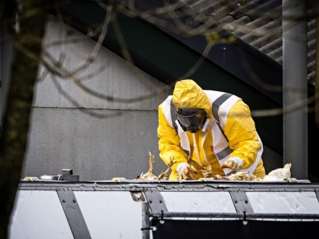 Птичији грип (фото: EPA/ROB ENGELAAR - илустрација) Птичији грип (фото: EPA/ROB ENGELAAR - илустрација) -