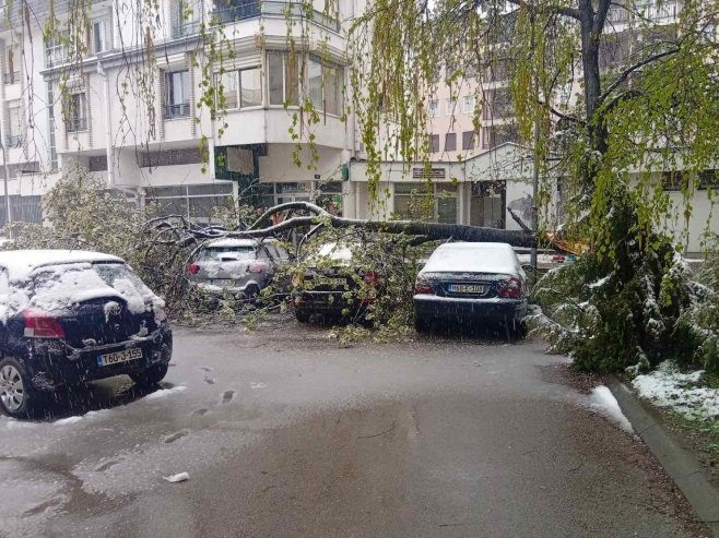 Пало дрво у Бањалуци Пало дрво у Бањалуци - Фото: РТРС