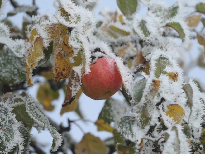 Воће (Фото: EPA/MARIJAN MURAT/илустрација) Воће (Фото: EPA/MARIJAN MURAT/илустрација) -
