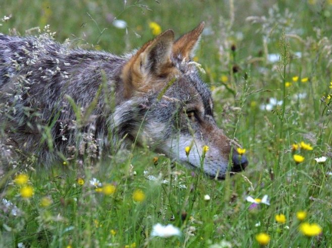 Вук (Фото: EPA PHOTO/ ROBERT GHEMENT/илустрација) Вук (Фото: EPA PHOTO/ ROBERT GHEMENT/илустрација) -