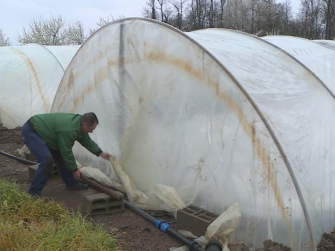 Пластеници Пластеници - Фото: РТРС