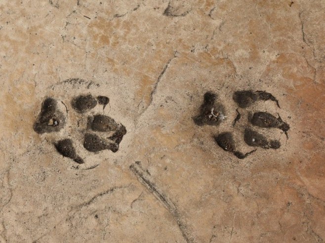 Трагови вука (Фото: EPA/JOHN G. MABANGLO) Трагови вука (Фото: EPA/JOHN G. MABANGLO) -