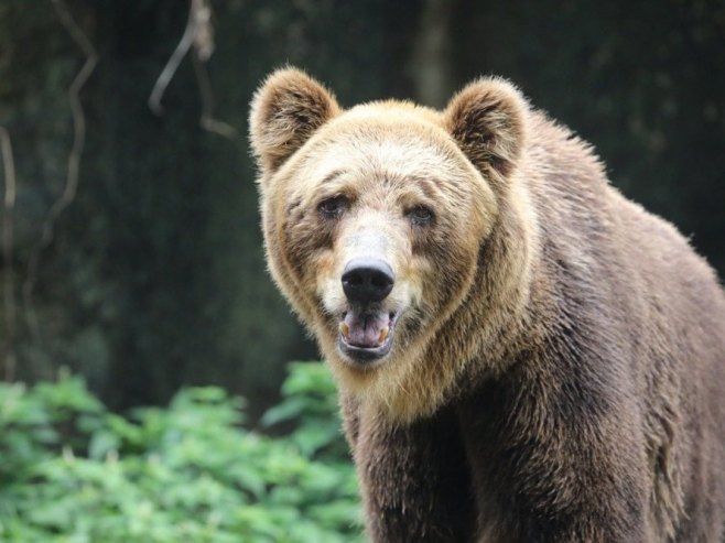 Медвјед (фото: EPA/CHAMILA KARUNARATHNE) Медвјед (фото: EPA/CHAMILA KARUNARATHNE) -