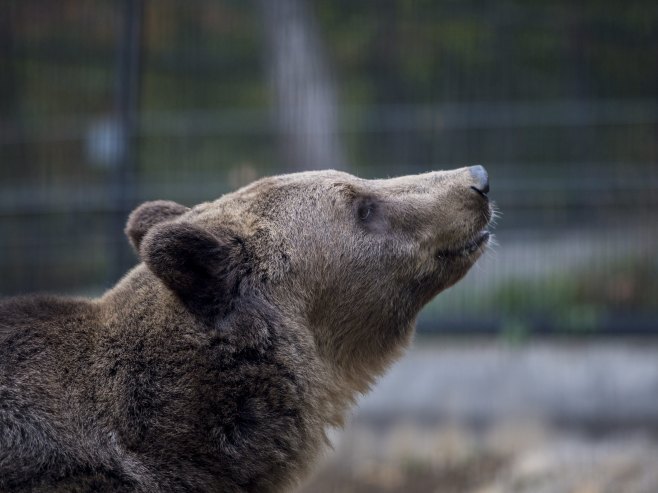 Медвјед (Фото: EPA/TAMAS SOKI HUNGARY OUT/илустрација) Медвјед (Фото: EPA/TAMAS SOKI HUNGARY OUT/илустрација) -