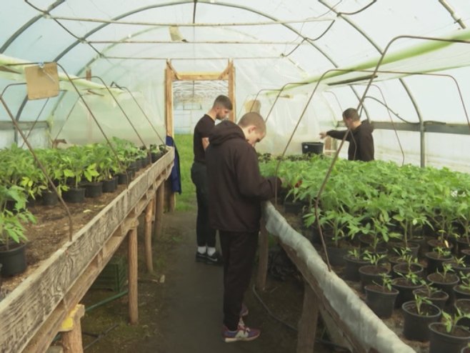 Производња у пластенику Производња у пластенику - Фото: РТРС
