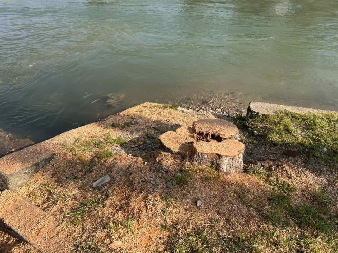 Сјеча стабала уз Врбас Сјеча стабала уз Врбас - Фото: РТРС