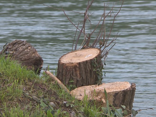 Сјеча стабала уз Врбас Сјеча стабала уз Врбас - Фото: РТРС