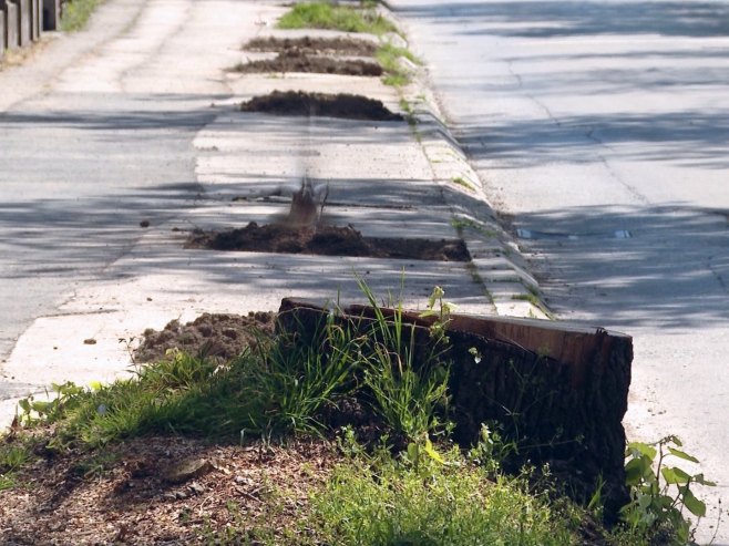 Девастација зеленила у Бањалуци Девастација зеленила у Бањалуци - Фото: РТРС