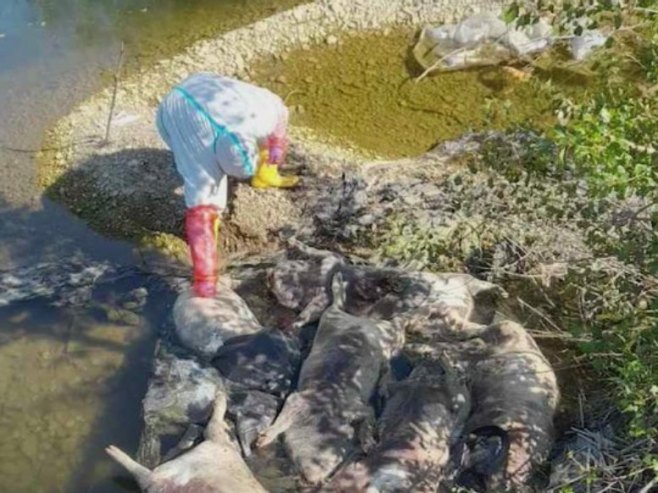 Угинуле свиње у Бијељини Угинуле свиње у Бијељини - Фото: РТРС