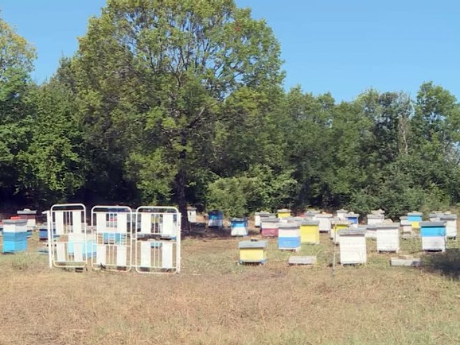 Седамдесет кошница, и традиција дуга један вијек; Газдинство Ковачевић, воде четири жене, у селу код Требиња (ВИДЕО) Седамдесет кошница, и традиција дуга један вијек; Газдинство Ковачевић, воде четири жене, у селу код Требиња (ВИДЕО)