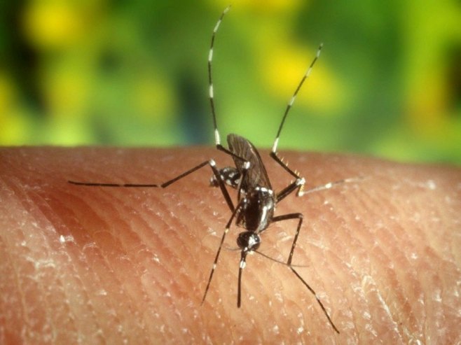 Комарац (Фото: EPA/U.S. Centers for Disease Control, илустрација) Комарац (Фото: EPA/U.S. Centers for Disease Control, илустрација) -