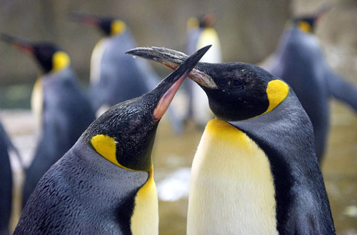 Краљевски пингвини су међу највећима у свијету. А вјероватно најромантичнији и спремнији од других. Ритуал удварања им је веома сличан људском, као и пољупци и загрљаји. Иако изван воде дјелују спори, трапави, у води су поптуно другачији, претварају се у веома брзе, спретне и окретне ловце. Њихови покрети су веома слични лету птица...