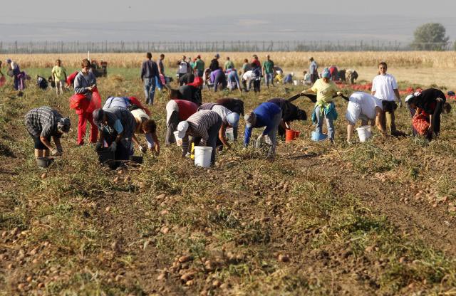 Пољопривредни радови су у пуном замаху у Војводини