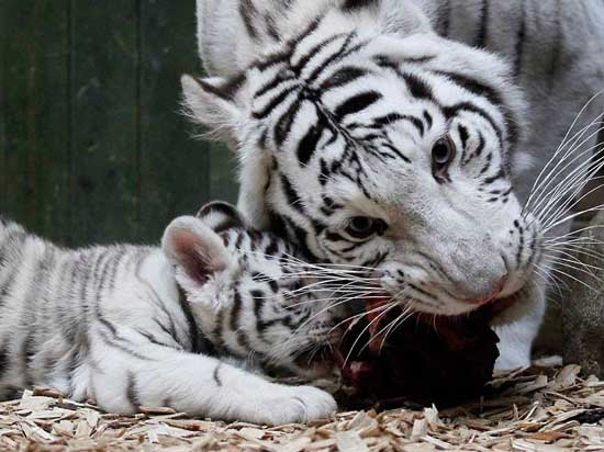 Бијели Бенгалски тигар храни своје младунче у зоолошком врту у Либерецу