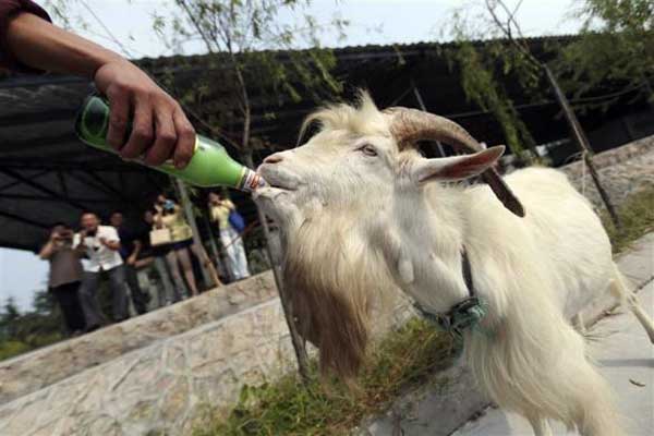Лаошан, Кина: Коза пије пиво док посјетиоци гледају...