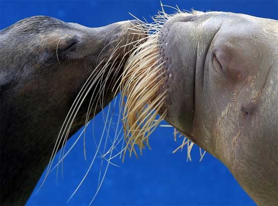 Морски лав и морж у јапанском акваријуму "Hakkeijima"