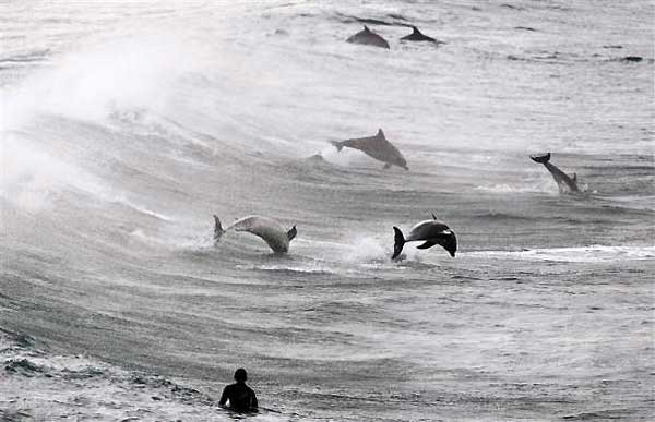 Сурфер посматра групу делфина на Бонди плажи у Сиднеју...