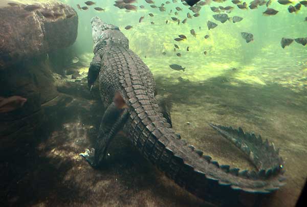 Крокодил Рекс тежак 700 килограма мирно чека да добије храну након три мјесеца боравка у стању хибернације у аустралијском зоолошком врту...