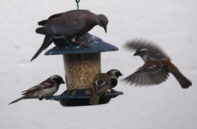 Птице се боре за своје мјесто за хранилицом у једној башти у Јоханесбургу...
