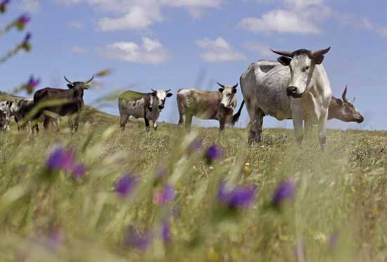 ЈАР: Краве пасу на пашњаку у предграђу Кејп Тауна