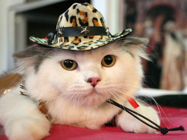 Мачка са шеширом