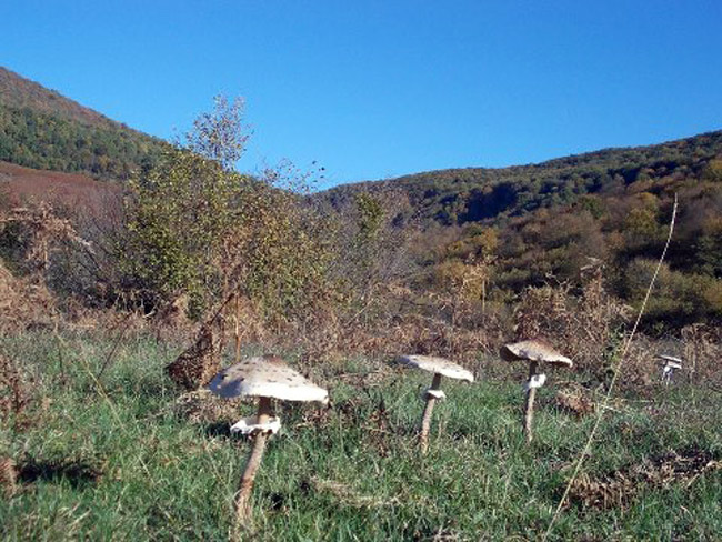 Уторак, 6. новембар -Зоран Дувњак, Бањалука - Гљиве сунчанице на Мањачи...