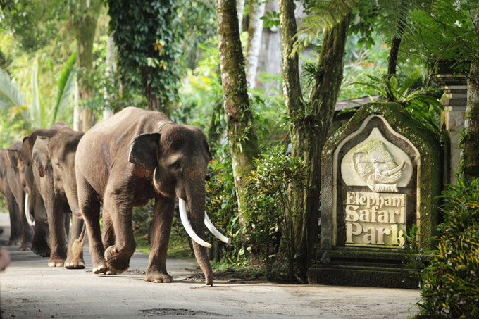 Одмор међу слоновима, туристичка услуга у сафари парку Таро. (Бали, Индонезија)