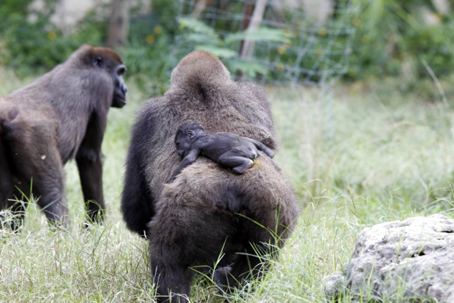 Младунче гориле са мајком у Рамат Ган сафари парку близу Тел Авива у Израелу...
