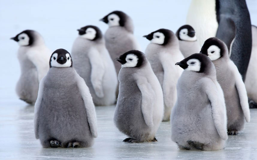 Антарктик - Пилићи пингвина "гегају" се по леду на острву Хил