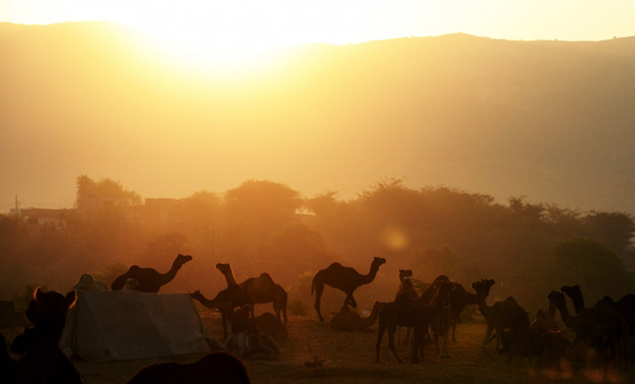 Традиционални годишњи сајам камила Пушкар у Раџастану, Индија...