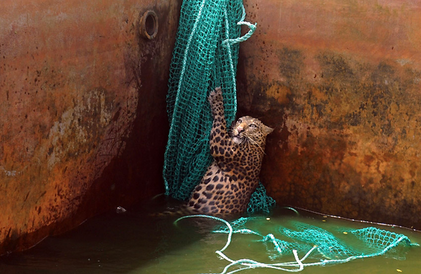 Одрастао мужјак дивљег леопарда пење се уз помоћ мреже након што је упао у резервоар са водом на плантажи чајева у Хашкову...