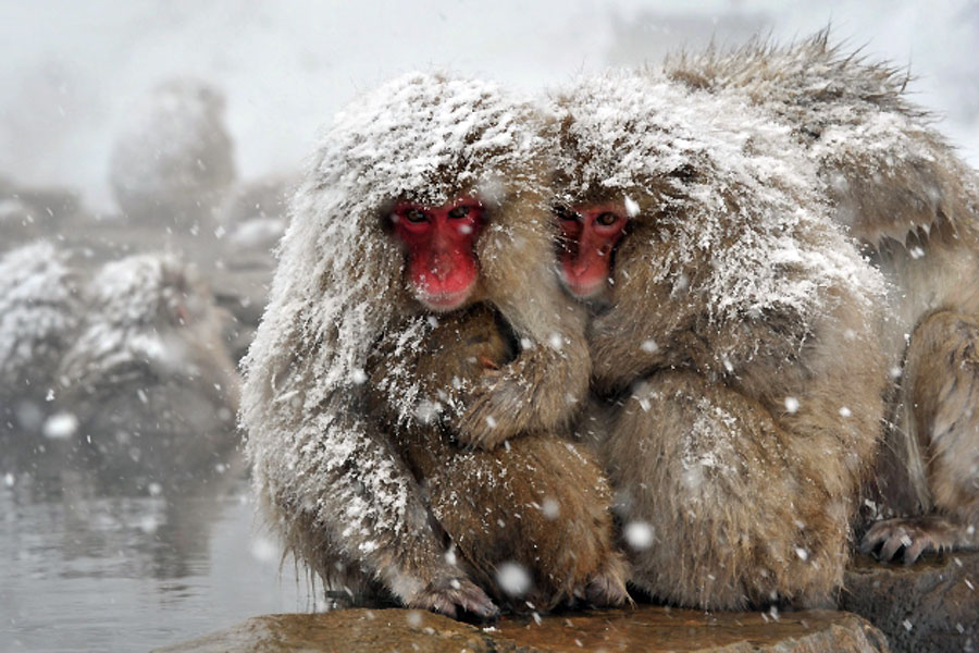 Јапански макаки, познати и као "сњежни мајмуни" поред извора топле воде у долини Јигокудани, Јапан...